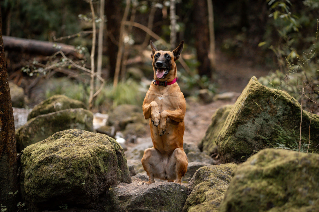 How Dogs Use Their ‘Internal GPS’ to Navigate Home