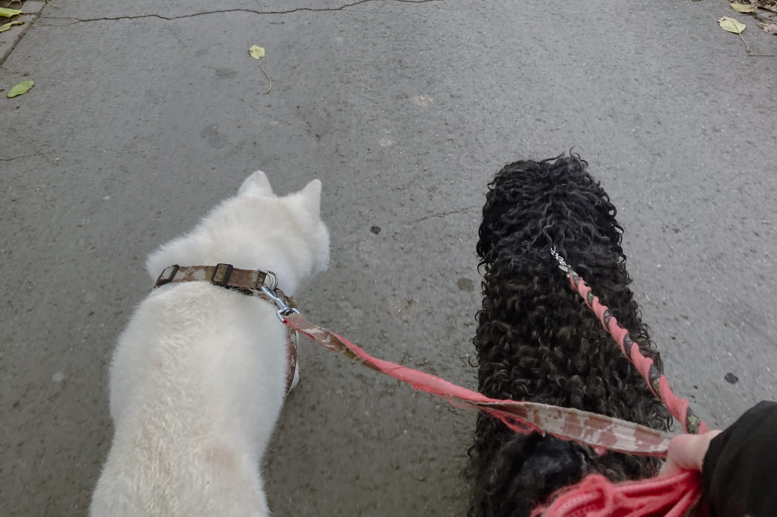 akita and puli