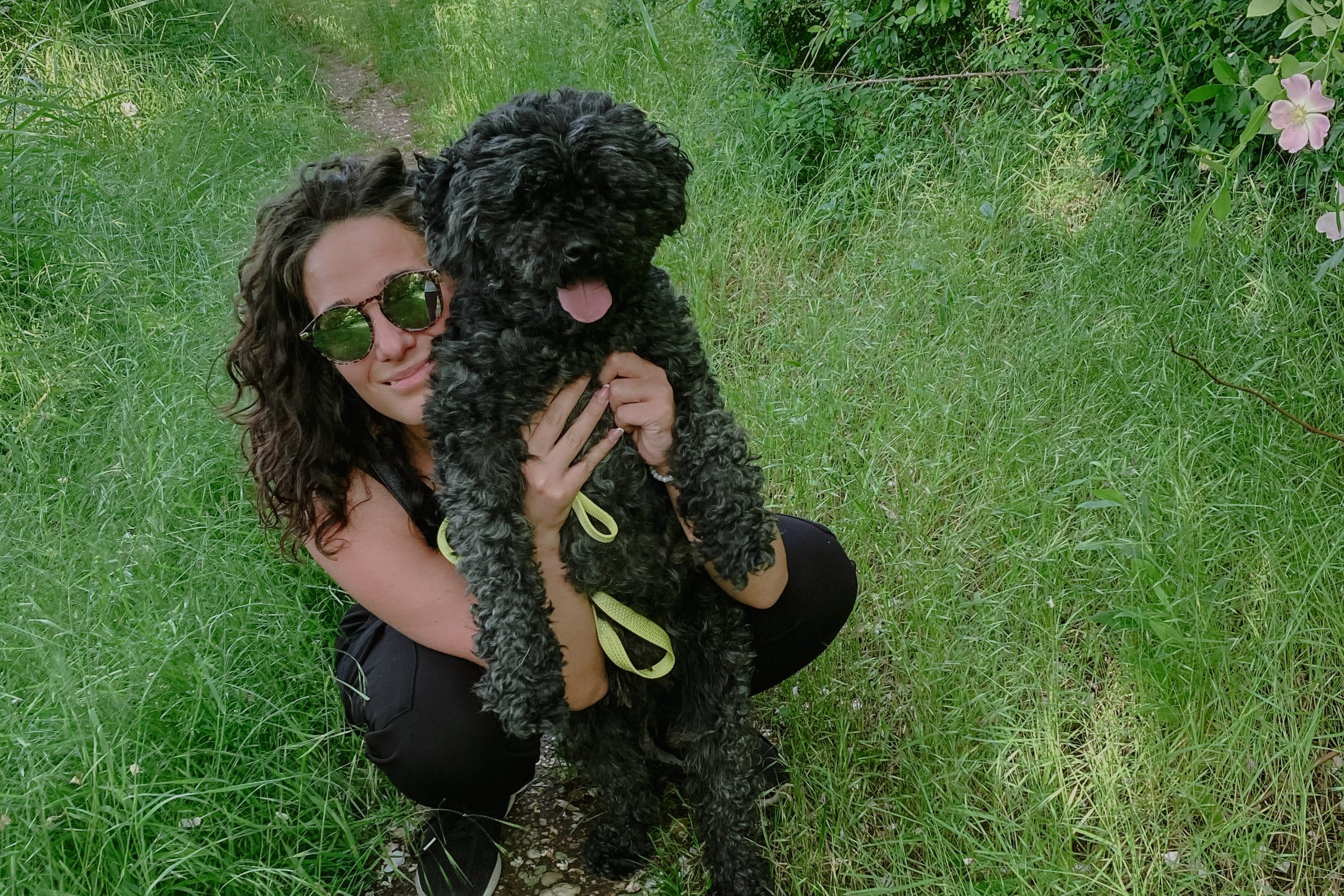 puli dog