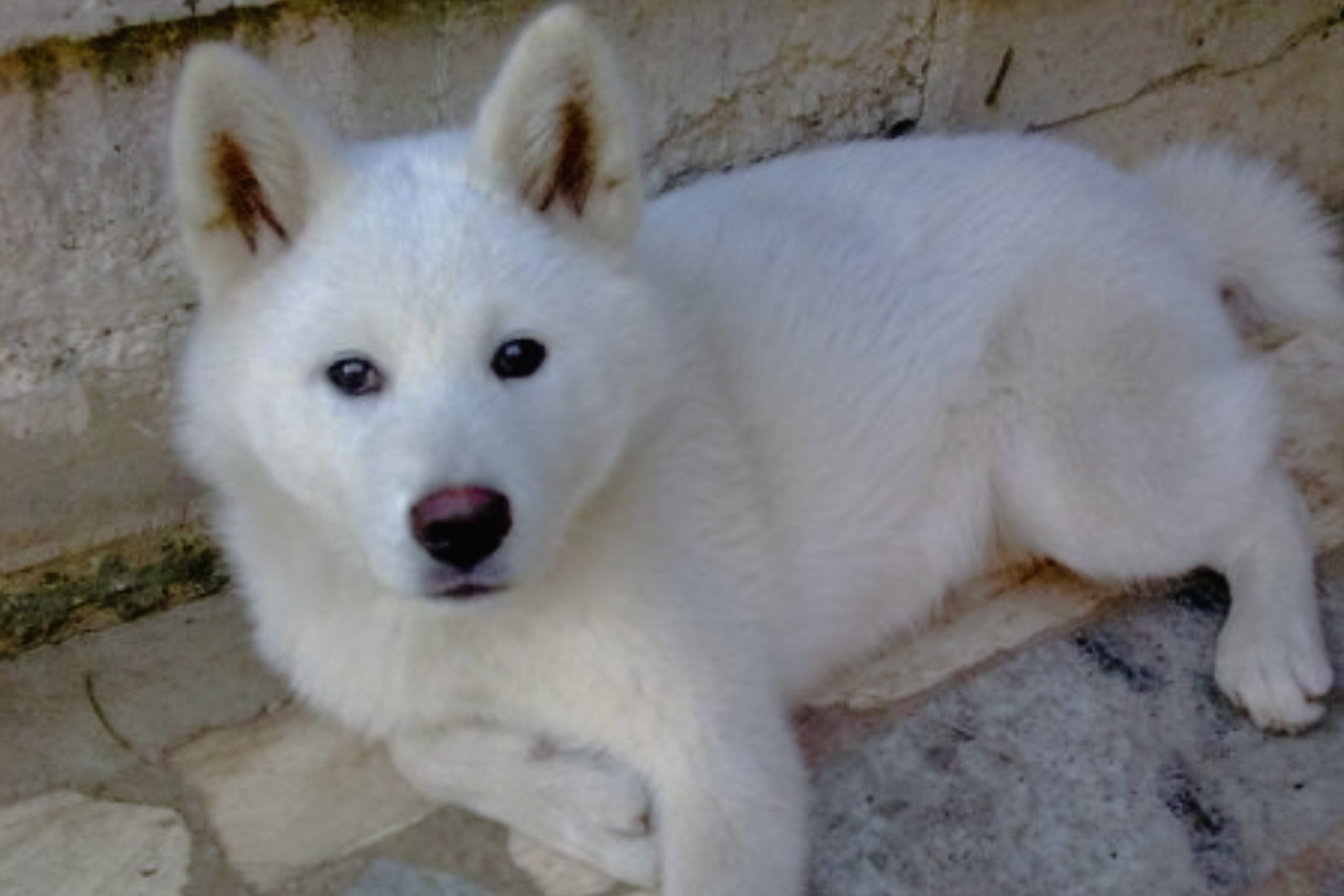 akita inu