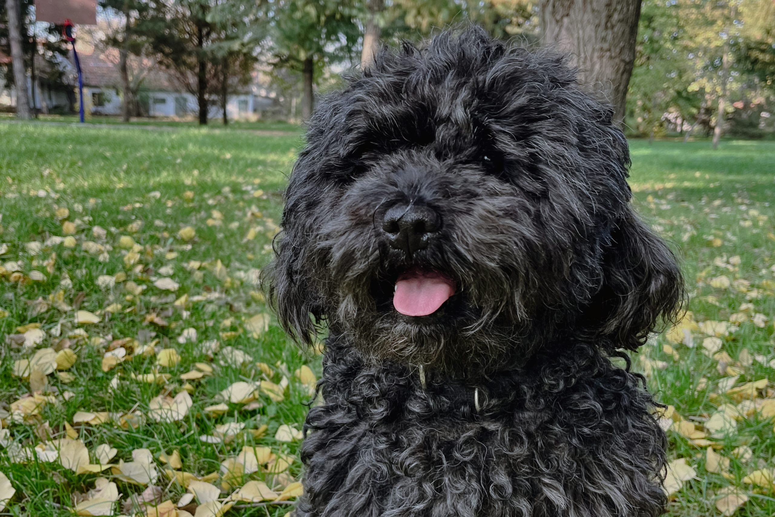 puli dog